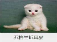 上海申羡网络科技有限公司