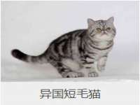 上海申羡网络科技有限公司