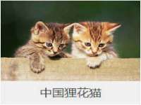 上海申羡网络科技有限公司