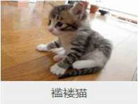 上海申羡网络科技有限公司