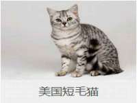 上海申羡网络科技有限公司