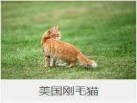 上海申羡网络科技有限公司