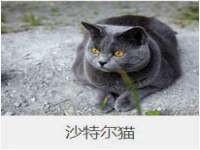 上海申羡网络科技有限公司