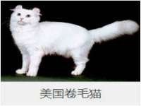 上海申羡网络科技有限公司