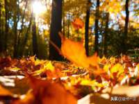 上海申羡网络科技有限公司