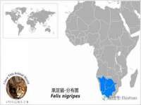 上海申羡网络科技有限公司