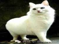 上海申羡网络科技有限公司