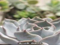 上海申羡网络科技有限公司