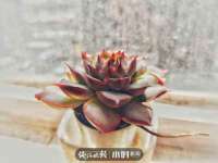 上海申羡网络科技有限公司