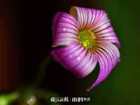 上海申羡网络科技有限公司