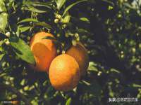 上海申羡网络科技有限公司