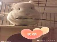 上海申羡网络科技有限公司