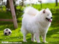 上海申羡网络科技有限公司