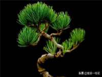上海申羡网络科技有限公司